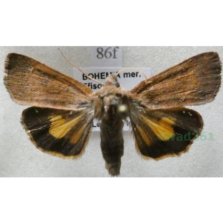 Noctua interjecta Hübner, 1803 Rolnica Czech86f